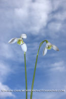 Snowdrops